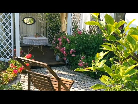 Видео: Розовые комнаты. Продолжение. Букетная посадка роз у арок