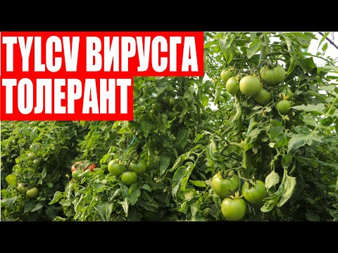 Видео: 30-Cентябрь куни Пинк Повер F1 пушти помидор дурагайимизга ўтказилган семинардан лавхалар