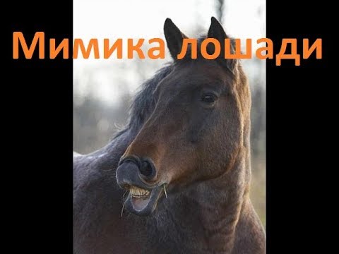 Видео: Мимика лошади