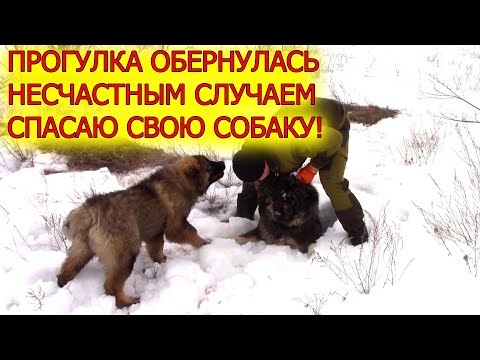 Видео: Прогулка обернулась спасением Руты! Гризли пробует рыбу!