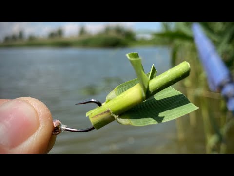 Видео: Ловлю БЕЛОГО АМУРА🐟 на КАМЫШ🌾🌾🌾