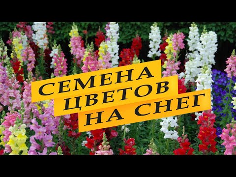 Видео: Посев семян на снег