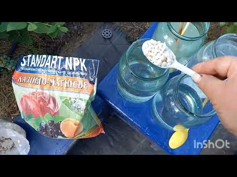 Видео: ТРЕТЬЯ подкормка голубики. Хотите КРУПНУЮ И СЛАДКУЮ ягодку???