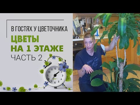 Видео: Навожу порядок на 1 этаже |  Часть 2  |  Пересадка растений. Какие растения можно сажать вместе?