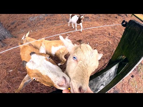 Видео: Начинает холодать, но огород не сдается.  Утро провели на ферме.