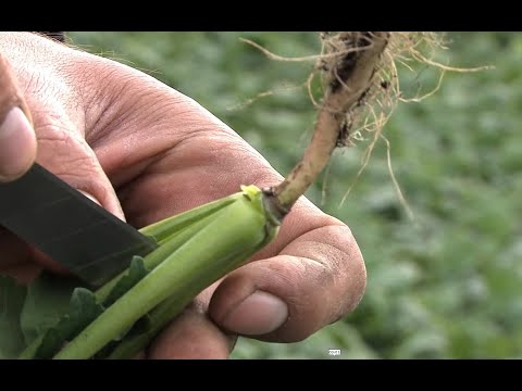 Видео: Чем подкормить рапс осенью