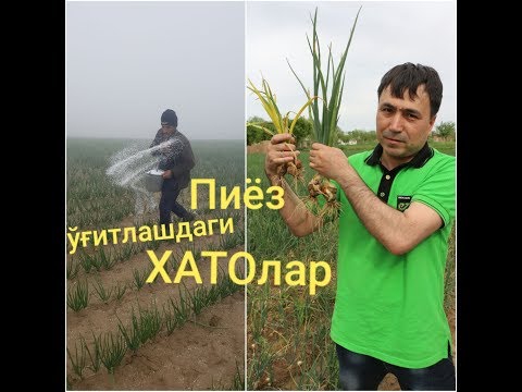 Видео: Пиёзни ўғитлашда энг катта хатолар