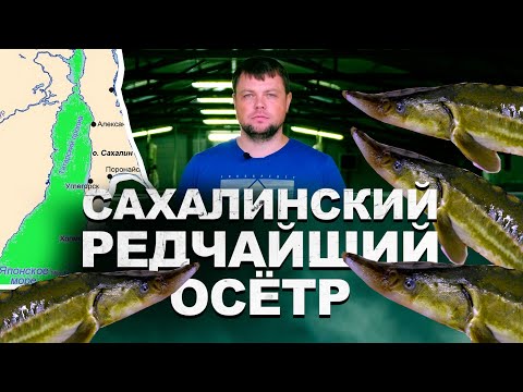Видео: Сахалинский Осетр