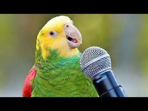 Видео: Лучшие моменты с говорящим попугаем.. Вы не поверите😂