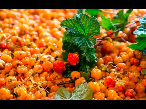 Видео: За морошкой на болото. Улома Железная.