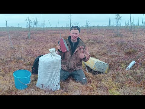 Видео: Металлокоп.Сбор клюквы.