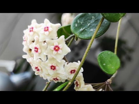 Видео: Хойя в цвету /// Hoya Mathilde Splash in bloom