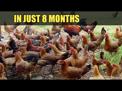 Видео: ОТ 6 ЦЫПЛЯТ ЗА 8 МЕСЯЦЕВ - Полный тур по ферме.