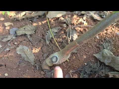 Видео: +992900004489. Аз ҳамин ниҳолҳои Чормагзи Чандлер ба шумо меорем.нниҳолаш 50 сомонӣ. Дархост кунед.