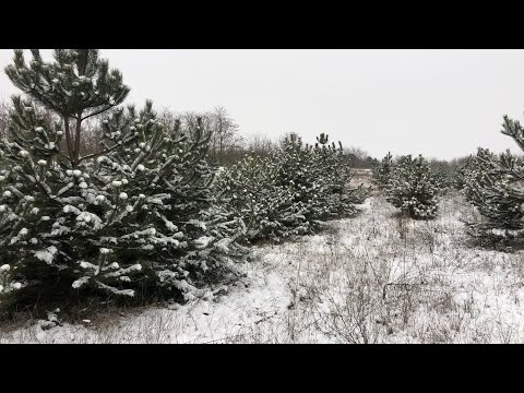 Видео: Охота на ВОЛКА по снегу. Выгнали 5 волков. Добыли 3 лисы. Такого еще не было! Wolf hunting 2021