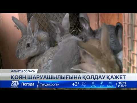 Видео: Алматыда қоян етіне деген сұраныс өте жоғары