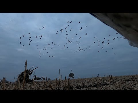 Видео: охота на гуся в  тамбовской области  2025  Истребитель вмешался в охоту