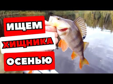 Видео: Ищем хищника осенью.