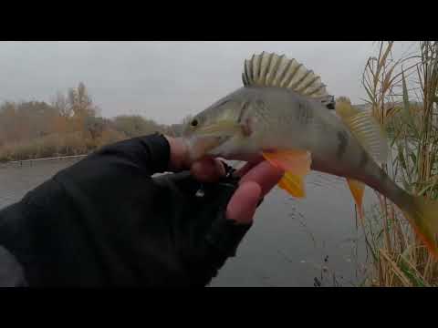 Видео: Якою  Проводкою ловити🎣🎣🎣🎣 осіннього Окуня????!!