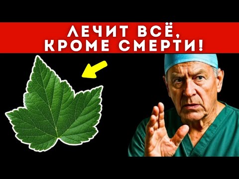 Видео: Всего 1 Лист Решает Почти Всё! Он даже Лечит Печень, Сердце и Сосуды!