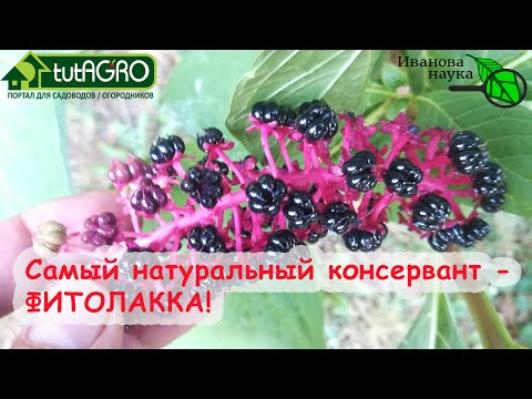 Видео: НАТУРАЛЬНЫЙ КОНСЕРВАНТ для овощных и фруктовых домашних консервов. Как использовать Лаконос.