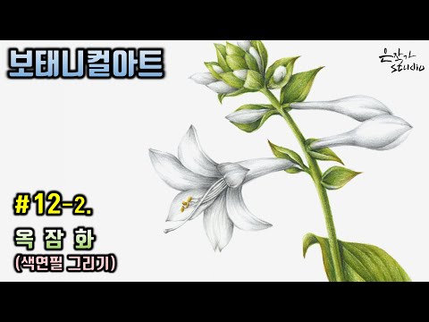 Видео: [Цветочная живопись / Ботаническое искусство] № 12-2. Рисунок цветным карандашом лилейника