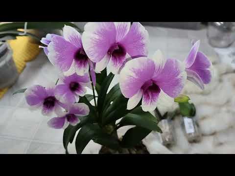 Видео: Распродажа на «Вайлдберриз». Распаковка орхидей!!!!