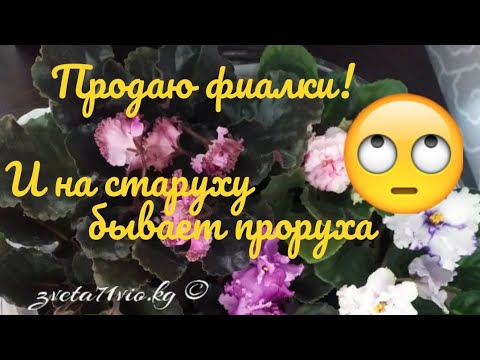Видео: Фиалки! Вопрос о добросовестности продавца🤷🏻‍♀