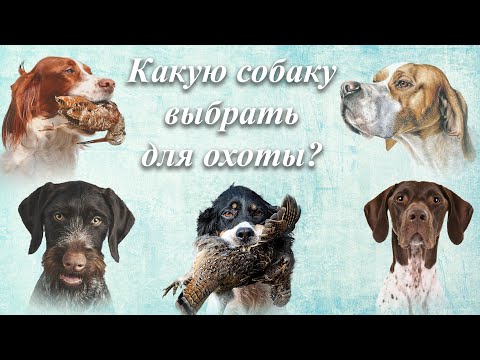 Видео: Какую собаку выбрать для охоты?