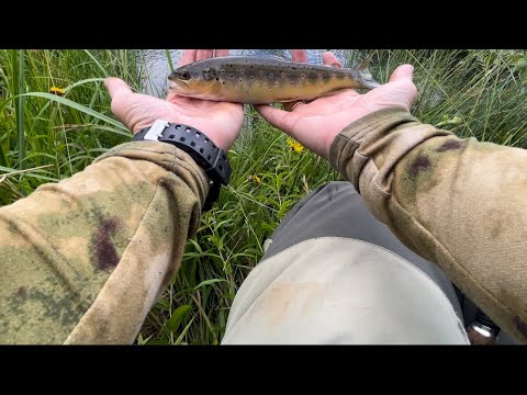 Видео: Ручьевая форель