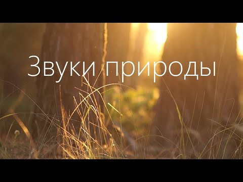 Видео: Пение птиц, звуки природы, звуки леса. 15 минут для релаксации и снятия стресса.