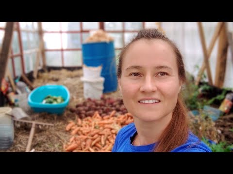 Видео: УБОРКА УРОЖАЯ ОВОЩЕЙ.СТРОИТЕЛЬСТВО КУРЯТНИКА.ДОМАШНИЙ ХЛЕБ И ТРАВЯНОЙ ЧАЙ.ОКТЯБРЬ 2024.