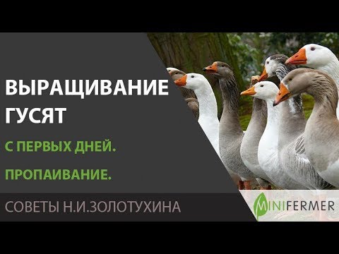 Видео: ВЫРАЩИВАНИЕ ГУСЯТ С ПЕРВЫХ ДНЕЙ. Пропаивание (состав раствора). А также про кокцидиоз, глисты, корм.