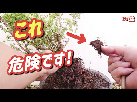 Видео: [можжевельник] Это опасно! 🤔 Если не присматривать, это может привести к корневой гнили 😱