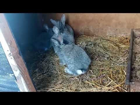 Видео: видео обзор моего кроличьего хозяйства.