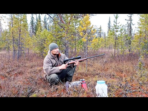 Видео: ПРИШЁЛ НА БОЛОТО, А ИХ ТАМ НЕТ ВООБЩЕ / В ТАЙГЕ ТИШИНА, ВСЕ ЗАЙЦЫ И ПТИЦА СПРЯТАЛИСЬ / БЕЛКА ЛИНЯЕТ.