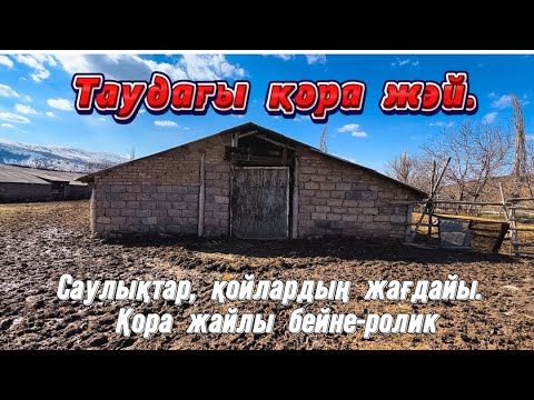 Видео: Қозылы қой қорадағы. Шымкент мал базар. Каратас мал базар. Қаратас мал базар