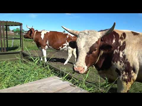 Видео: Косим и кушаем !