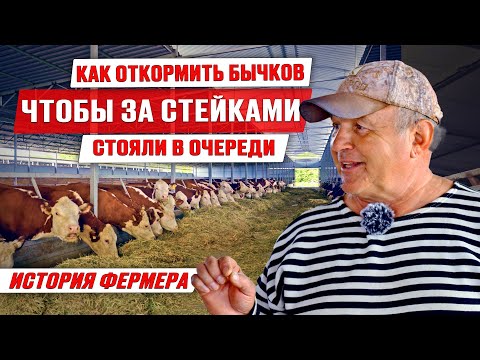 Видео: Откорм бычков | Устройство коровника | Мраморная говядина | Герефорды