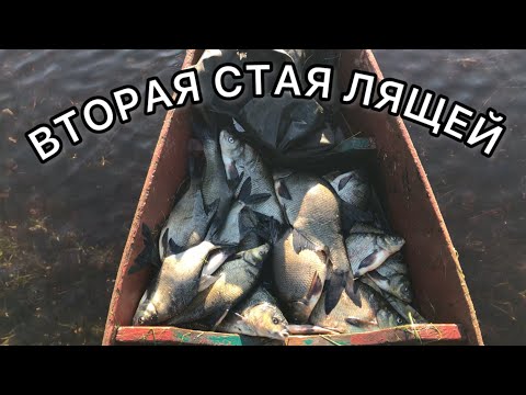 Видео: СНОВА СТАЯ ЛЯЩЕЙ!КИТАЙКА РУЛИТ!