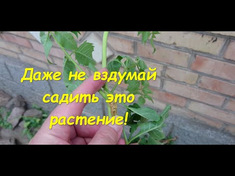 Видео: Даже не вздумайте садить это растение! Вывести невозможно!