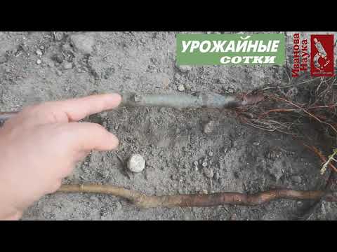 Видео: ЗАПОМНИТЕ эти правила для 100 % приживаемости саженцев и для 100 кг плодов с дерева!