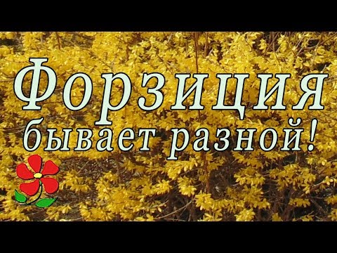 Видео: Форзиция - универсальный куст! 5 разновидностей для сада!