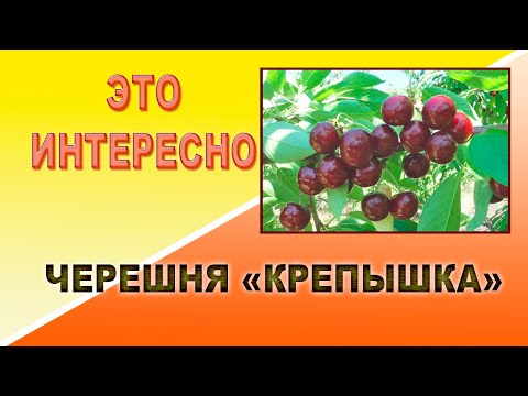 Видео: Это интересно  Черешня Крепышка