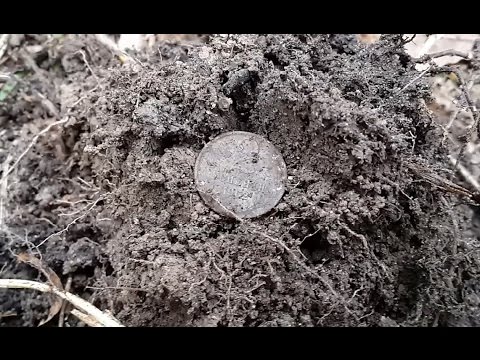 Видео: Поиск монет с АКА Сигнум МФТ 7272М №1 Советы