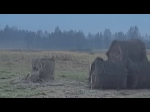 Видео: Строй- стрим