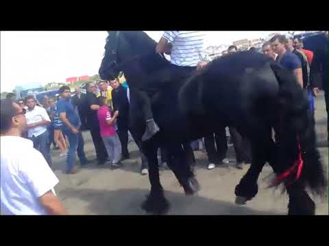 Видео: Gypsy songs.Ай вы кони,мои вороные.