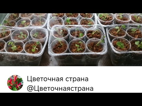 Видео: 🌱Антуриум вырастила из семян и пересадила, а что делаем далее смотрим тут 🌱