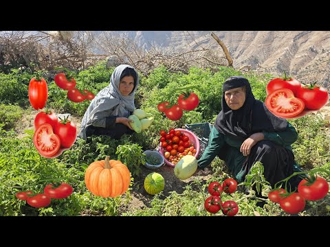 Видео: Настоящая жизнь кочевников: сбор тыкв 🥒 и местных помидоров 🍅