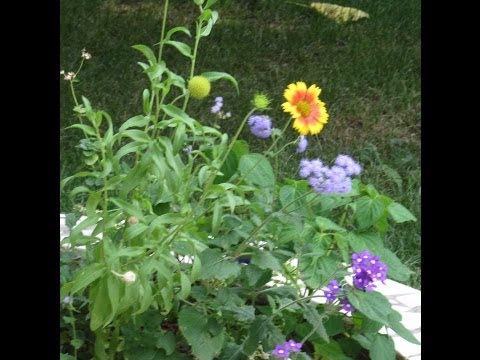 Видео: Душанбе: Варзоб, База отдыха Гули Майда ч.11